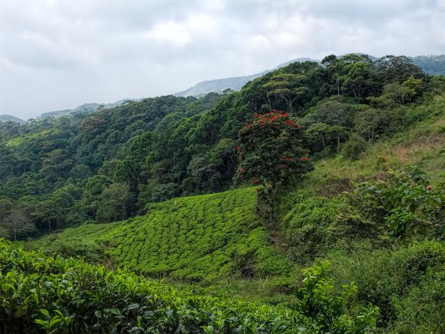 Sinharaja Forest Reserve